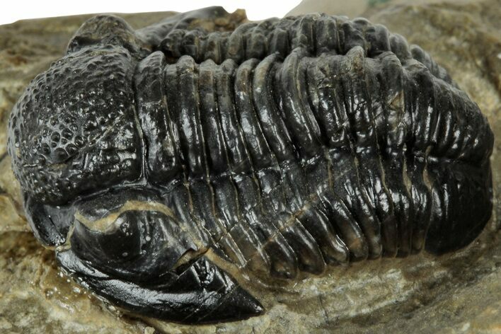 Detailed Gerastos Trilobite Fossil - Morocco #311247